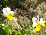 120 viola bicolor.JPG